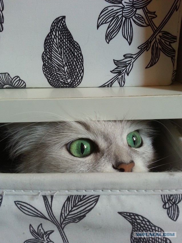 15 кошек, которые отказываются верить