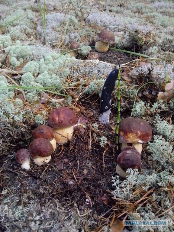 Поход за грибами