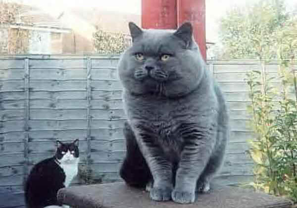 Коты, кошки, котята