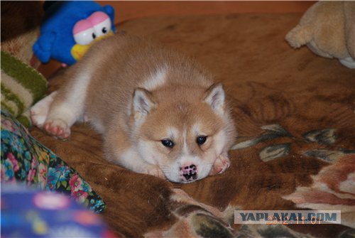 Собакочетверг же, ау!