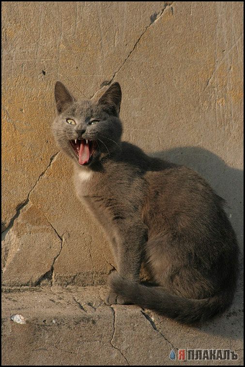Коты, кошки, котята