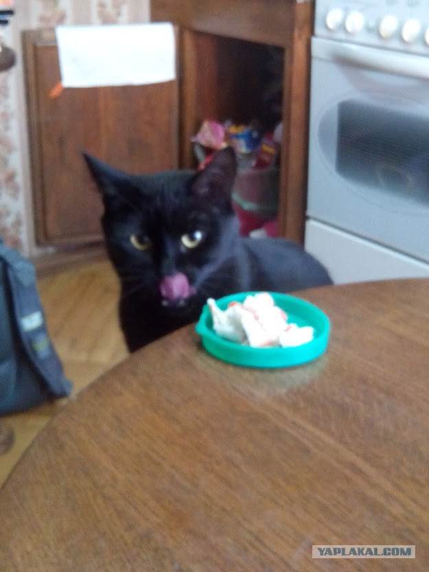 Котовторник 22.03.2016