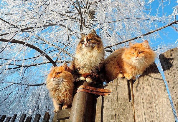 Мохнатые беспредельщики