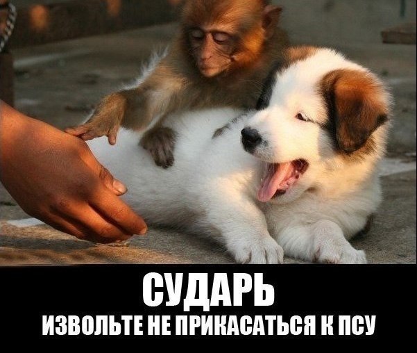 Прикольные животные