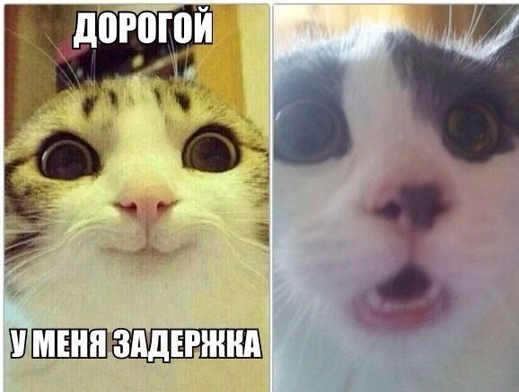 Порция картинок из сети
