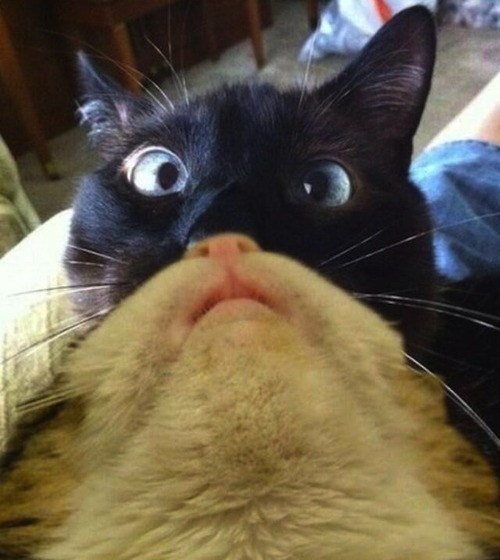 Коты из сети