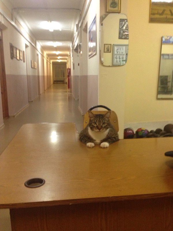 Коты и Кошки