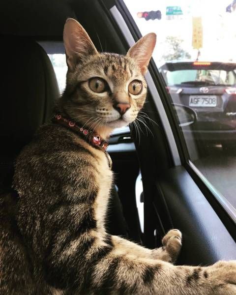 Коты и Кошки