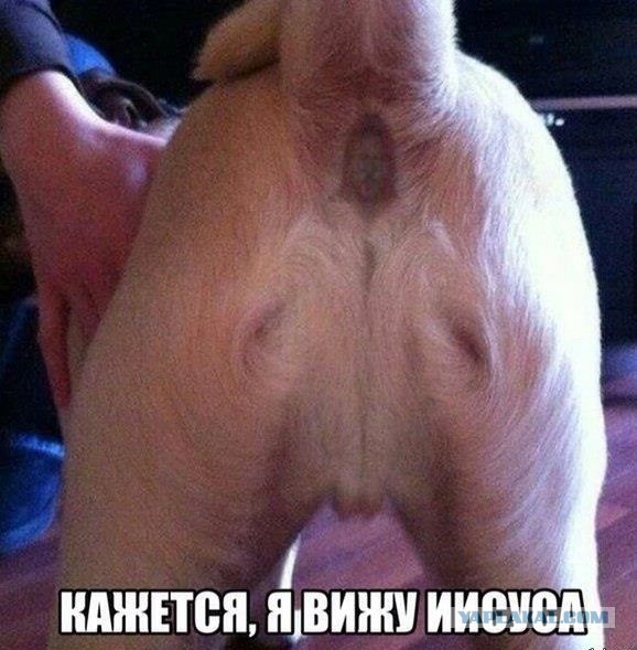 Можно ли это считать оскорблением чувств верующих?