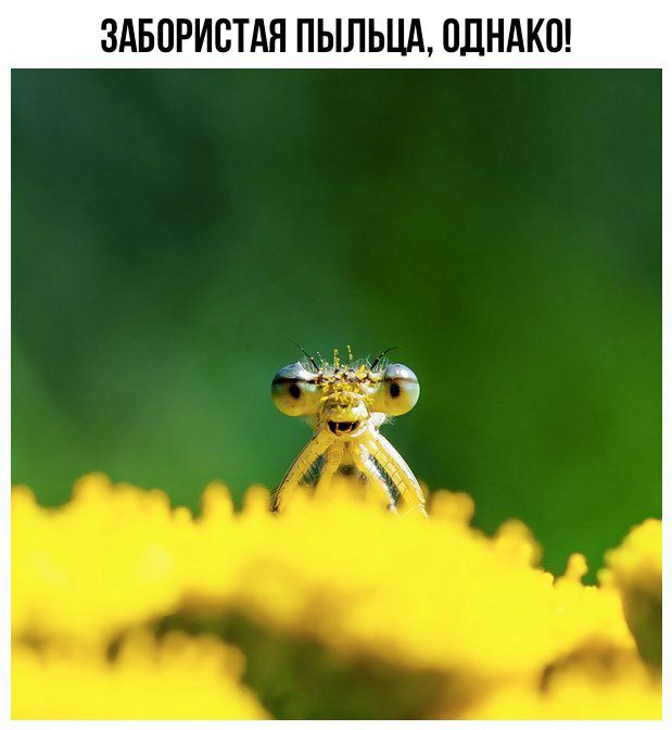 Журнал деградант