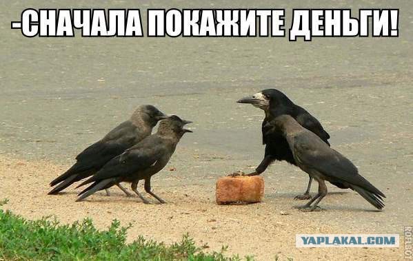 Стартап в Амстердаме натренирует ворон обменивать окурки на арахис