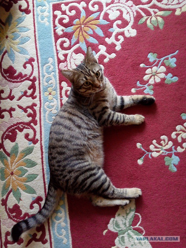 Вся красота беспородных кошек. Котовторнику посвящается.