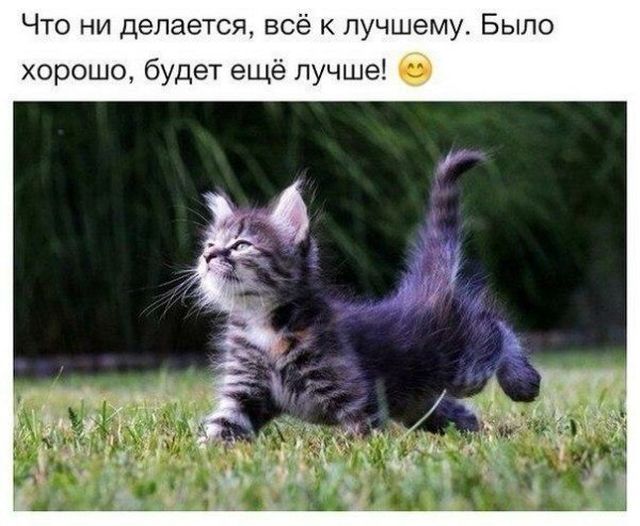 Фотобомбы котов