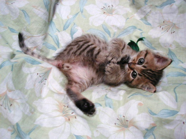 Котовторник на ЯПлакалъ 08.07.2008