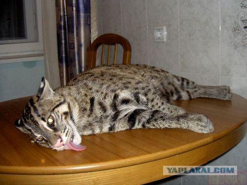Кошак в шоке