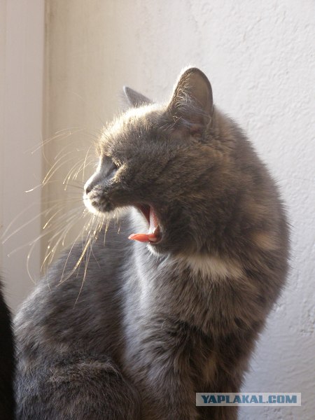 Котовторник на ЯПе