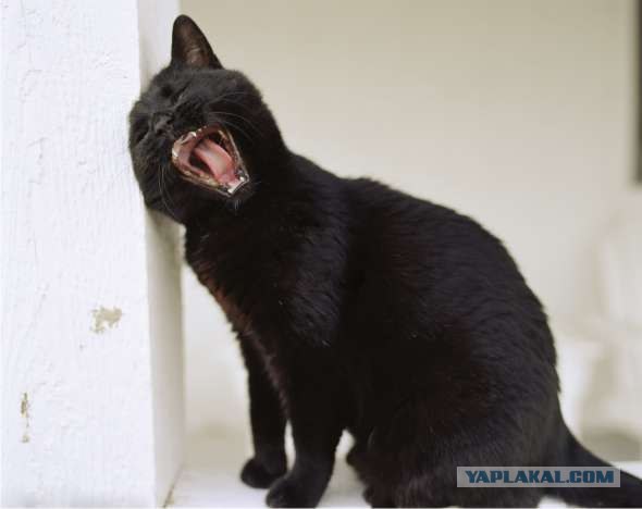 Lolcats - котовторник 33 лолокота!