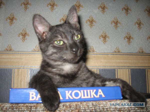 Вчера был Всемирный день кошек