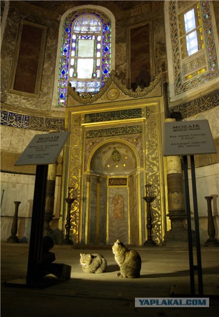 Коты Босфора
