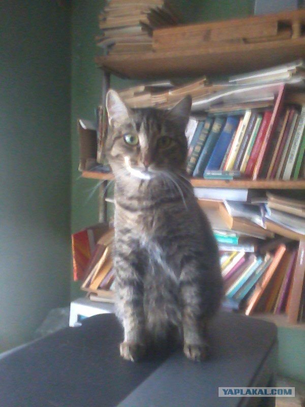 Котовторник в "КотоГетто"