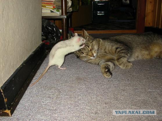 Котовторник!