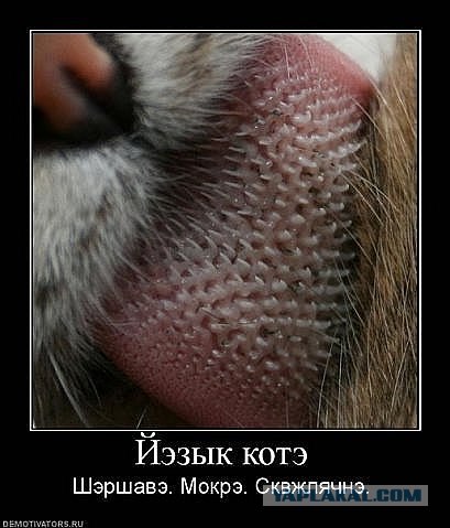 Котовторник 06.12.2011