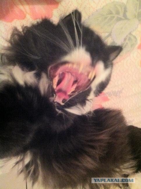 Новогодний Котовторник 01.01.2013