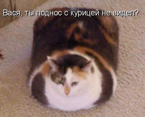 Кот XXL
