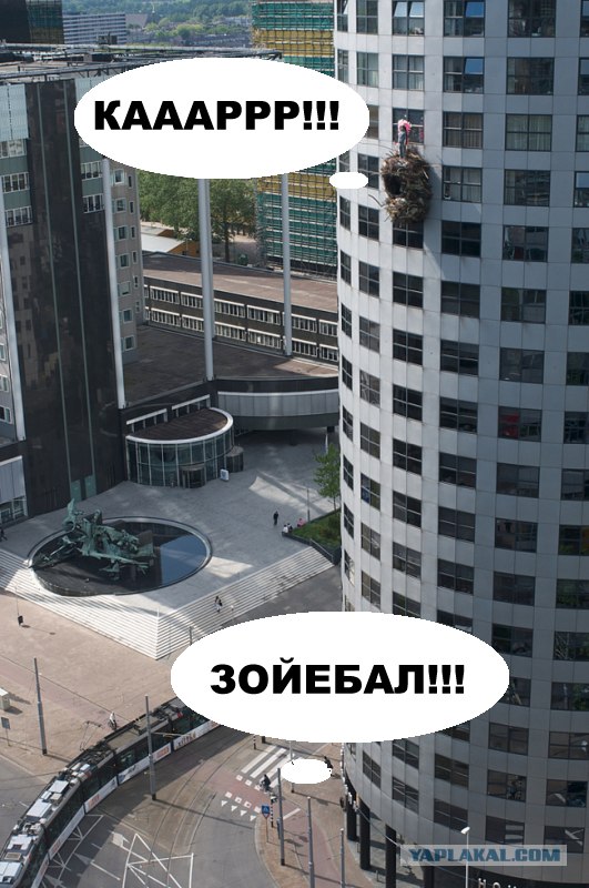 Гнездистый мэн
