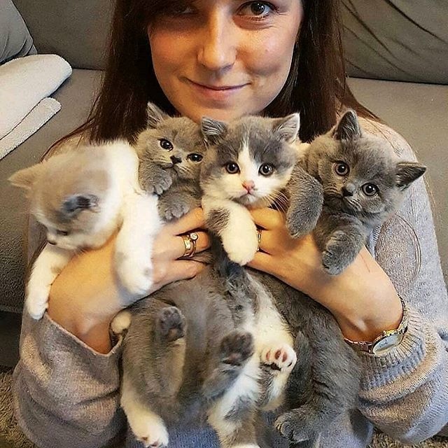 Котовторник однако