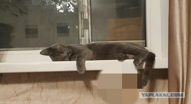 Котовторник однако
