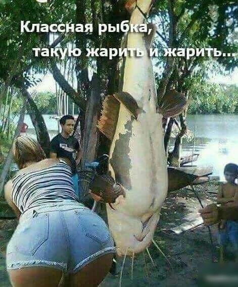 Истории про сома