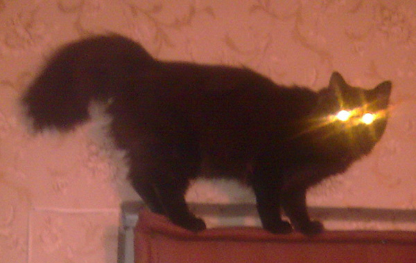 Коты с уранового рудника, надо больше урана!