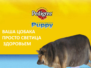 Фотожаба: О чем же думает собака?....