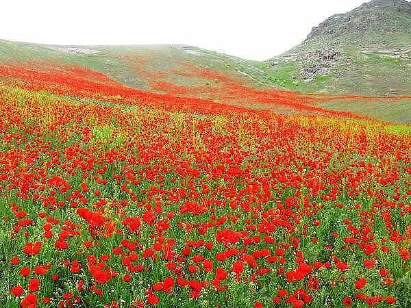 Красота пустыни