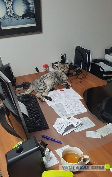 Сколько у кошек жизней?