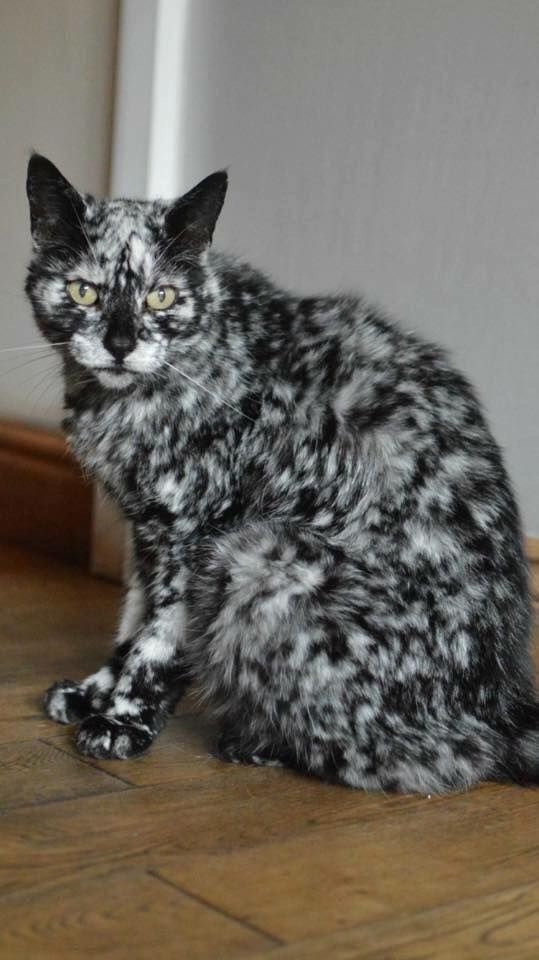Котовторник вроде.