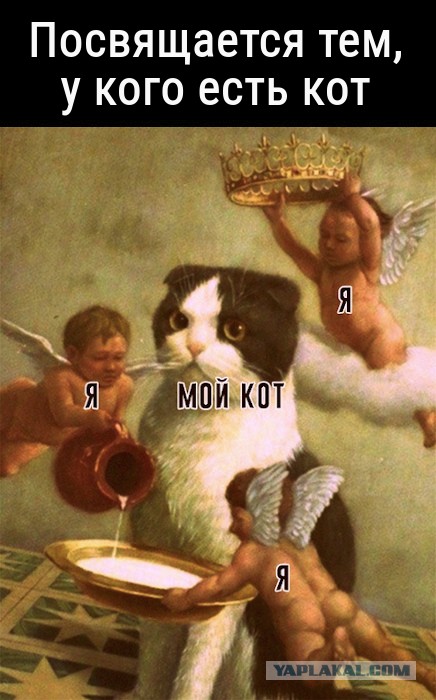 Забавные и смешные картинки на котовторник