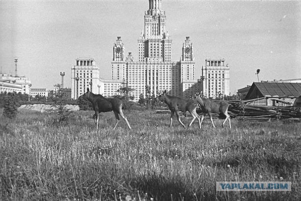 Москва не сразу строилась