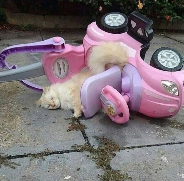 Котоюмор на ЯП. Веселые кото-картинки!