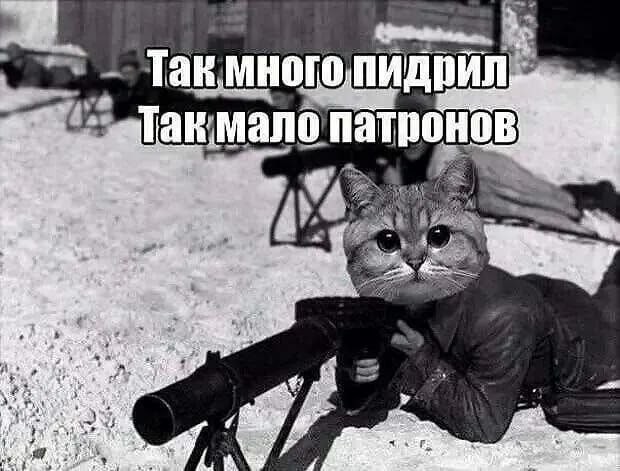 Свиньи