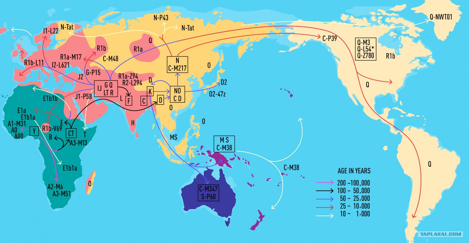 гаплогруппа славян r1a1. эволюционное древо гаплогрупп y-хромосомы человека. гаплогруппы европы карта. гаплогруппа r1a таблица. митохондриальные гаплогруппы европы карта.
