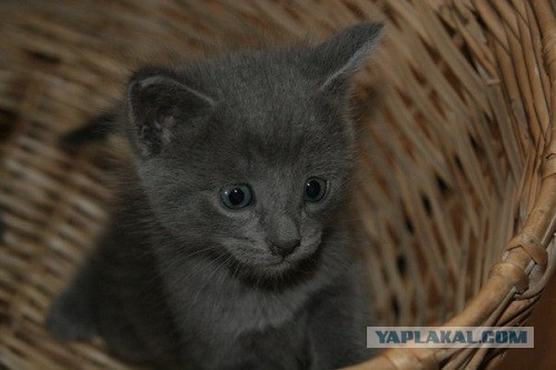 Котовторник 21.05.2013