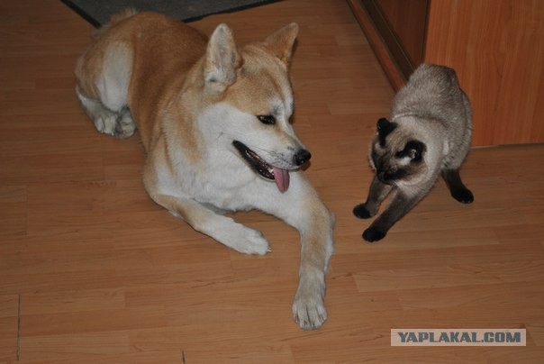 Человек и собака