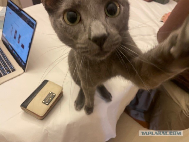 Котэ