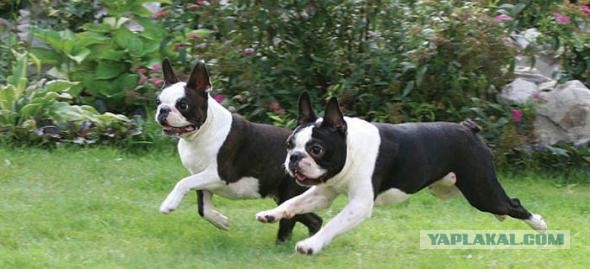 Породы собак для семьи