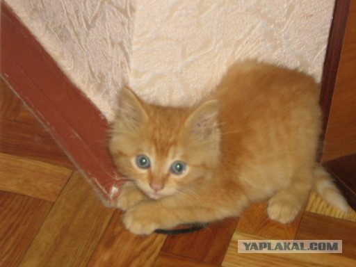 Домик для Тёмы