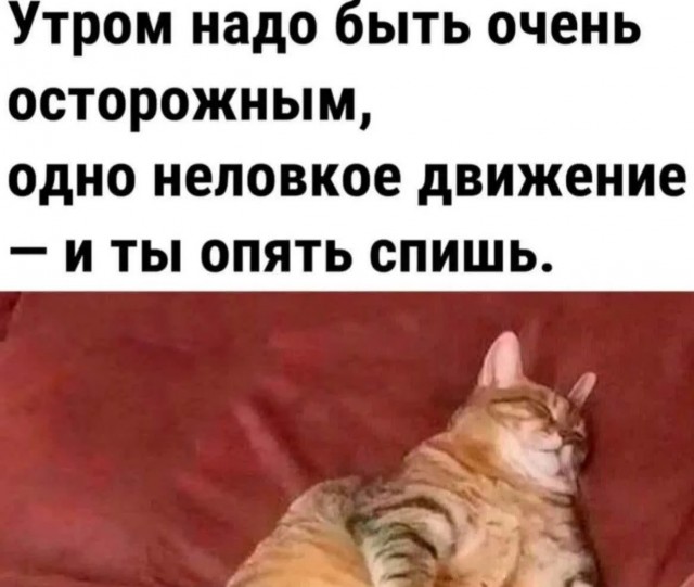 К котовторнику: подборка картинок-баянов с котиками и про котиков. Выпуск 12