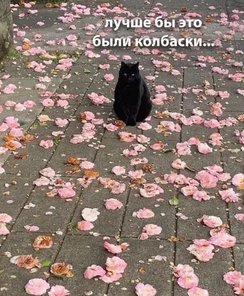 Котямбосы