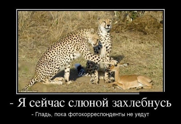 Капля позитива
